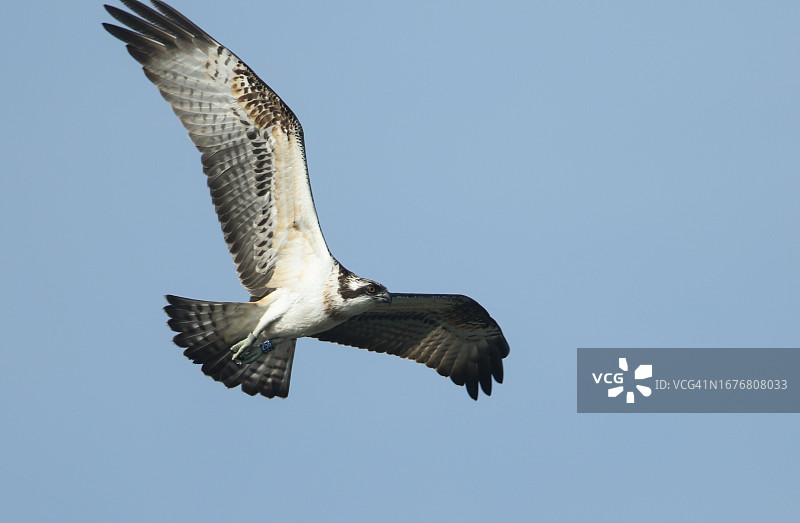 一只迁徙的鱼鹰，在蓝色的天空中飞翔。图片素材