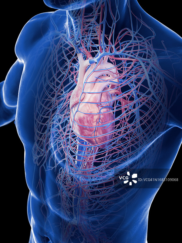 心血管系统，插图图片素材