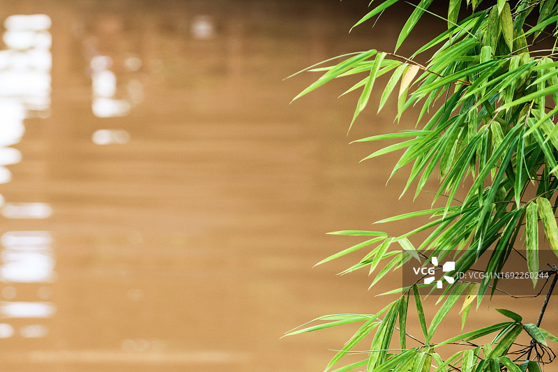淡水湖边的一棵小竹子图片素材