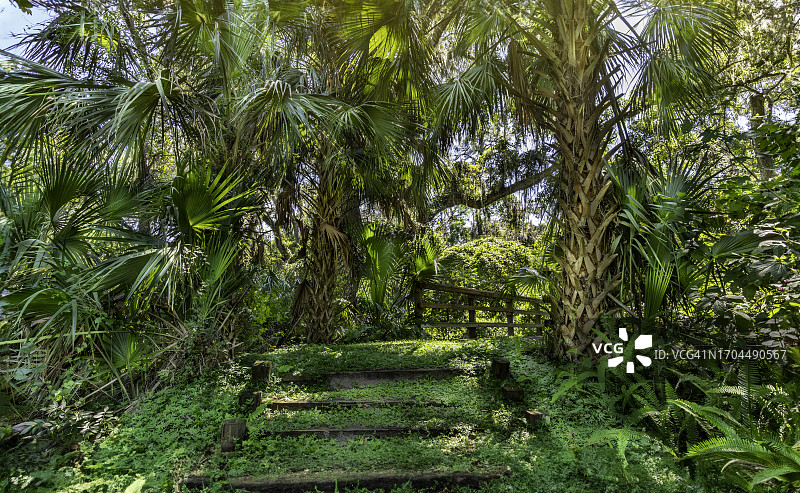 佛罗里达州奥兰多附近的热带荒野徒步旅行路线图片素材