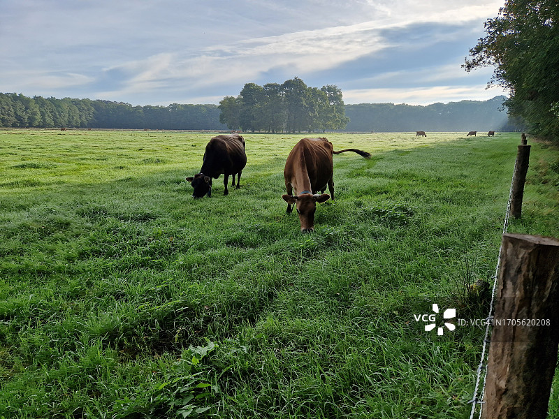 棕色的奶牛在平坦的草地上吃草，草地被树木包围图片素材