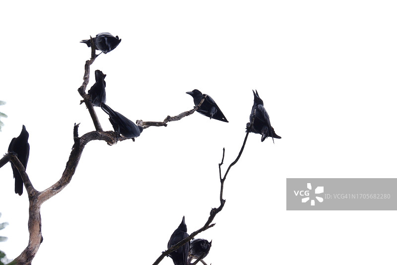 在选择性焦点一群黑乌鸦坐在死树干，白色孤立的背景与复制空间图片素材