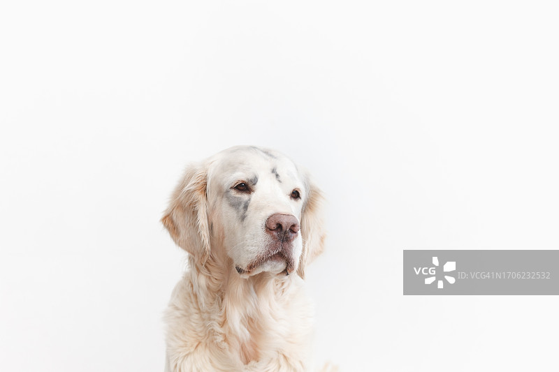 俄罗斯，一只金毛猎犬坐在白色的背景上图片素材