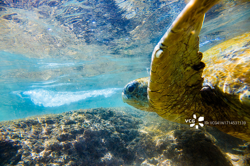 一只绿海龟在海洋表面附近游泳。图片素材