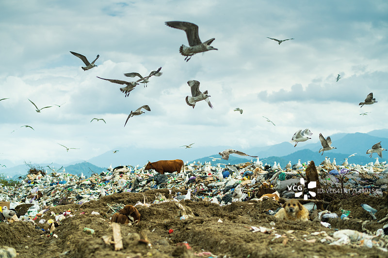 牛，狗和海鸥在垃圾场。环境破坏、大气和水污染以及生态危机观念。图片素材