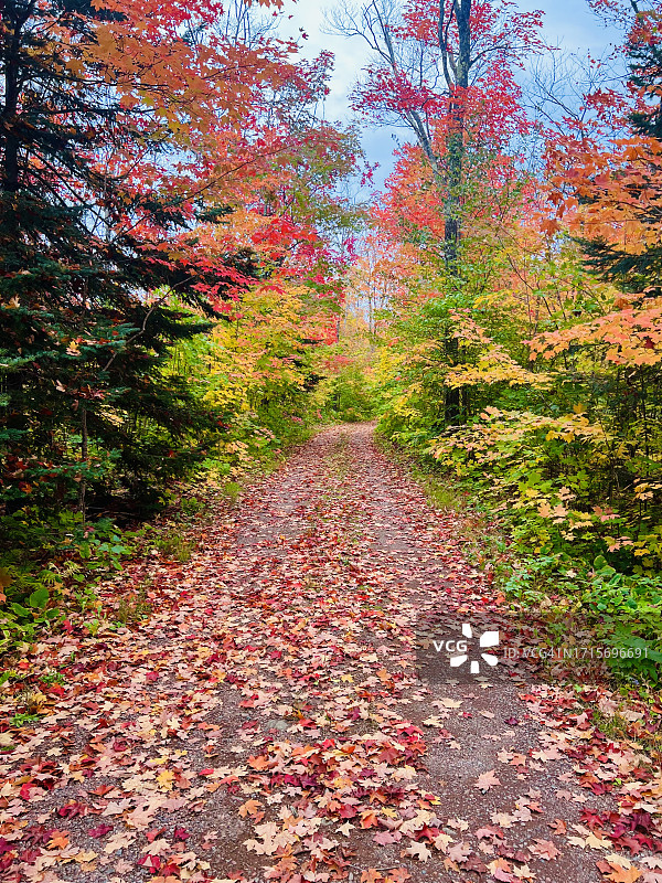 Lutsen锰。一个秋天的树叶驾驶壮观的色彩图片素材