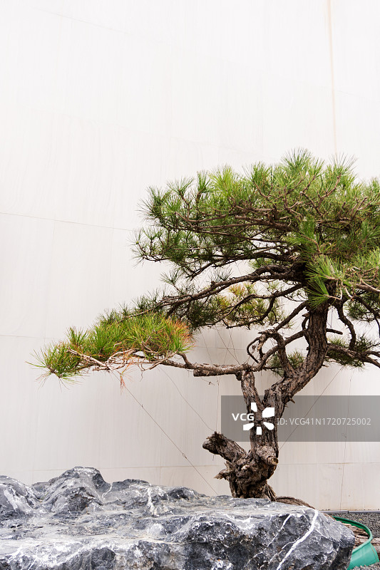 中国古典园林艺术，松树和白墙图片素材