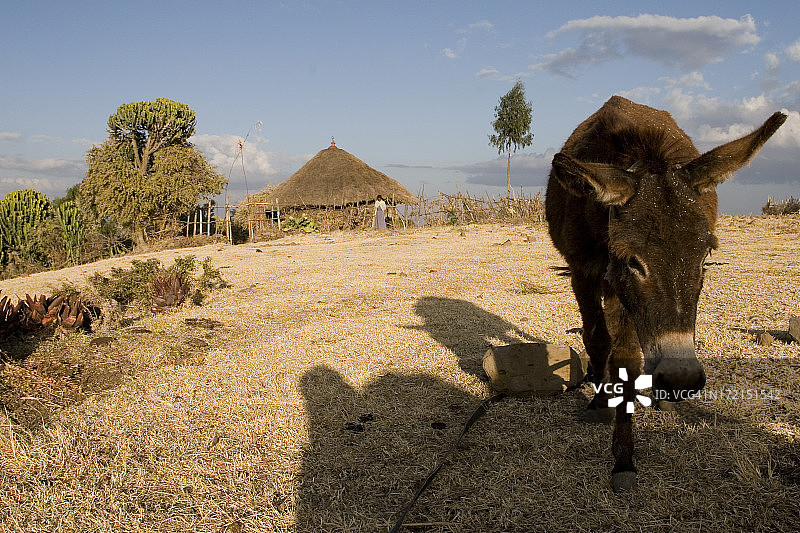 带小屋的埃塞俄比亚风景图片素材