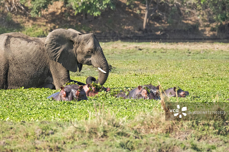大象(非洲象)在赞比西河泻湖的水中经过河马。河马在前面。赞比西河下游国家公园，赞比亚图片素材