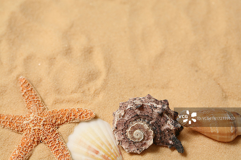 海星和贝壳图片素材