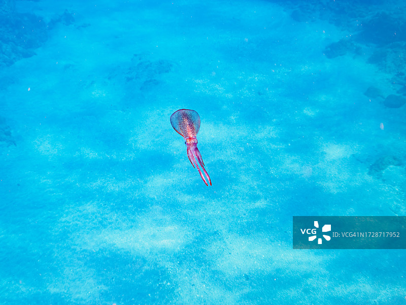 美丽的大鳍礁鱿鱼。

日本静冈县，南伊豆，加茂郡，伊豆半岛，中城，HIRIZO海滩，
摄于2023年9月30日。
在水下摄影。图片素材