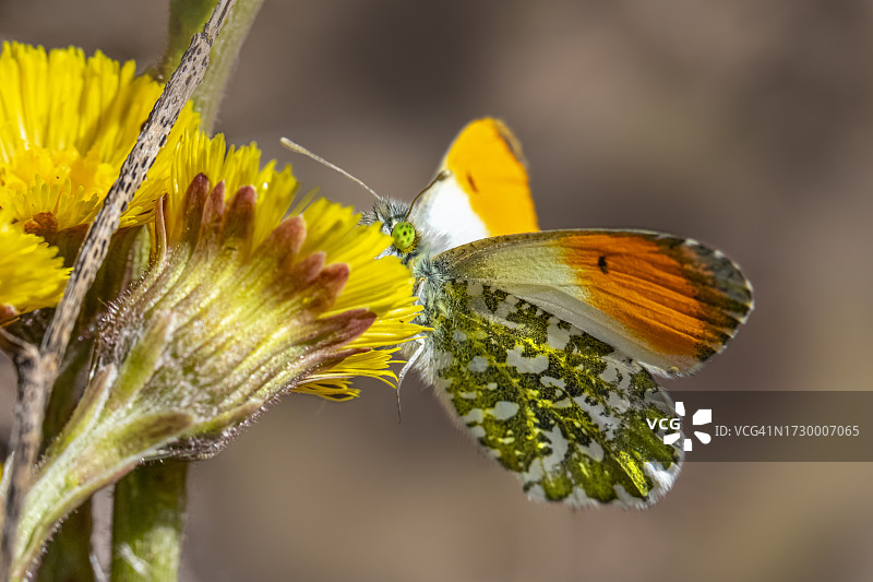 蝴蝶在黄花上授粉的特写图片素材