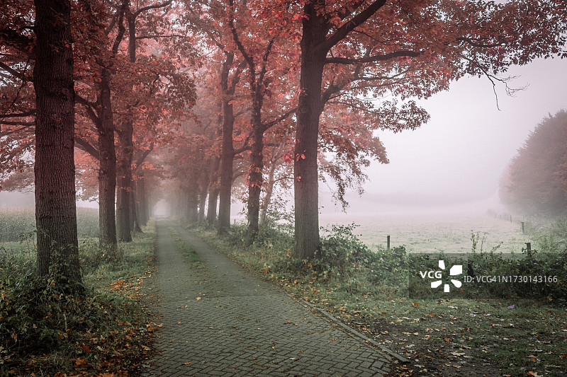 荷兰，布拉班特，埃施，秋天森林中的树木图片素材