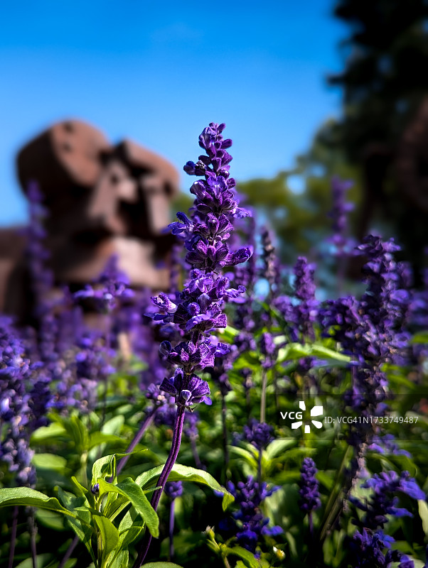 田野上紫色开花植物的特写图片素材