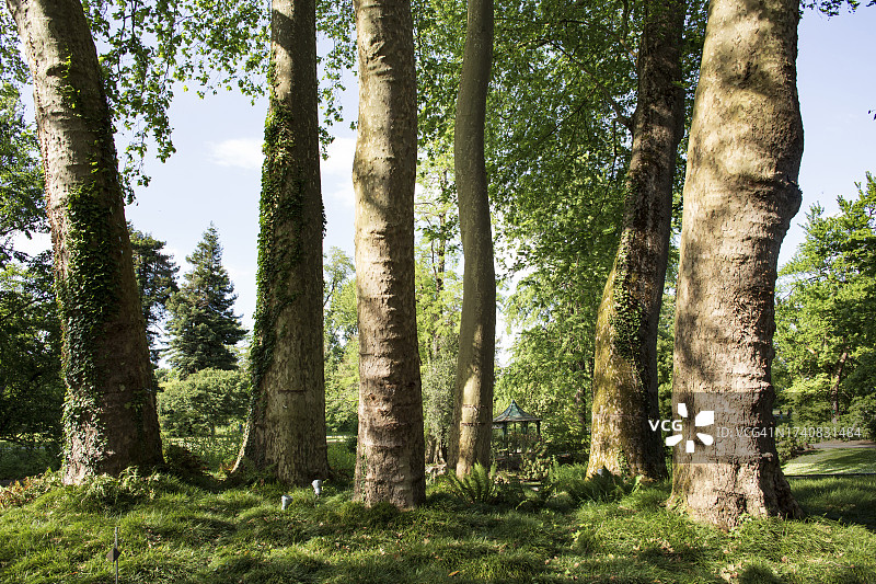 法国，南特，44，植物园，梧桐树的树干图片素材