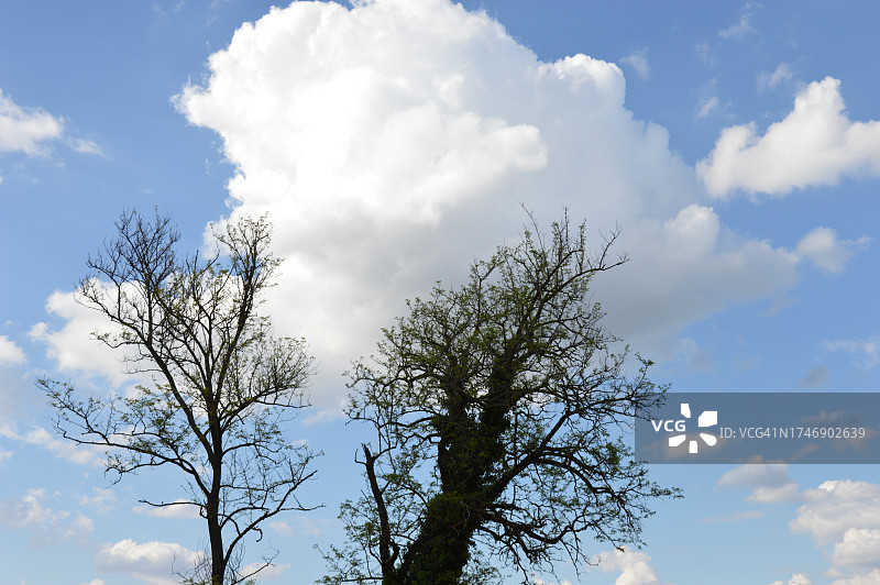 低角度的树对天空的看法图片素材