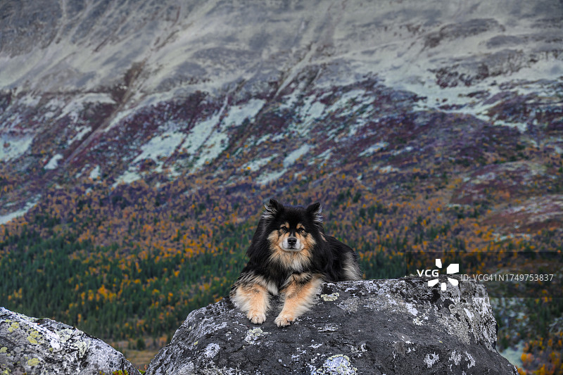 狗在岩石边休息图片素材