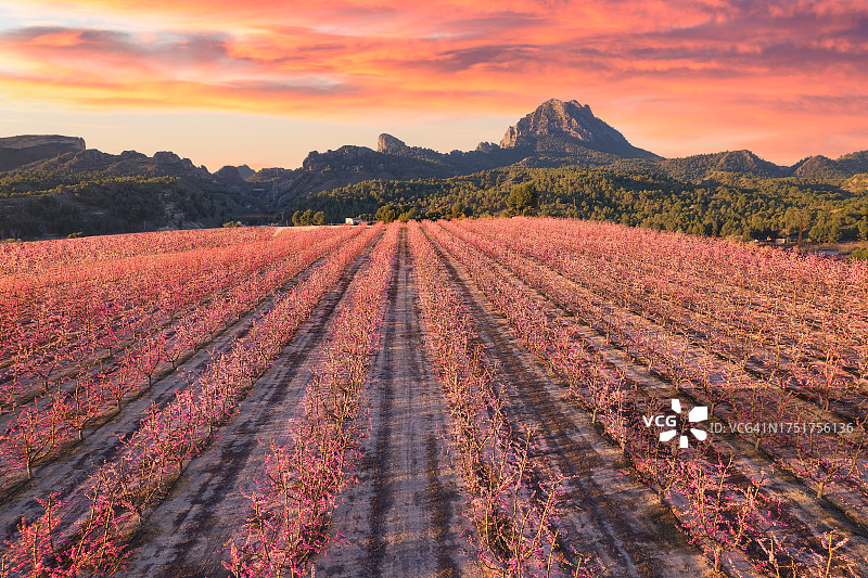 在西班牙穆尔西亚地区的西萨，鸟瞰在春天开花的桃树和其他作物的田野图片素材