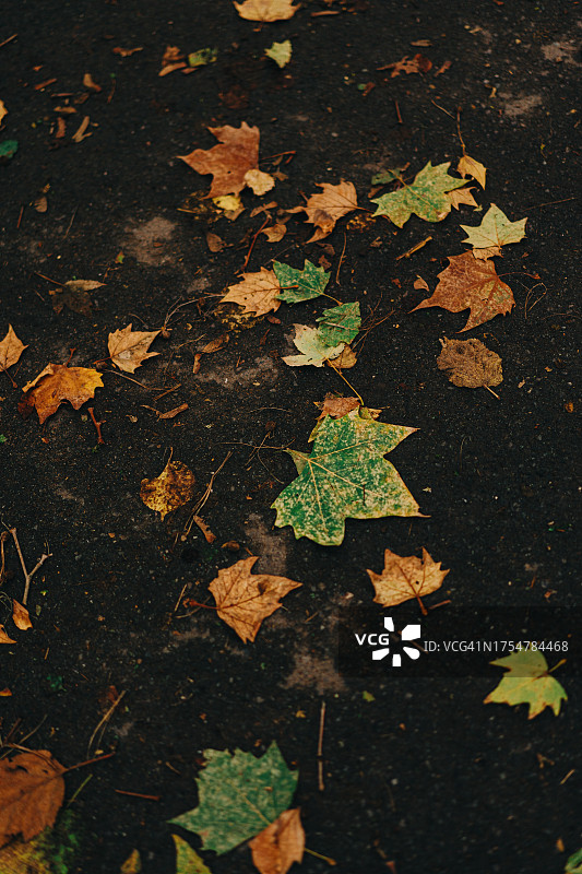 地上的秋叶图片素材