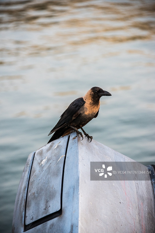 栖息在马斯喀特港的乌鸦图片素材