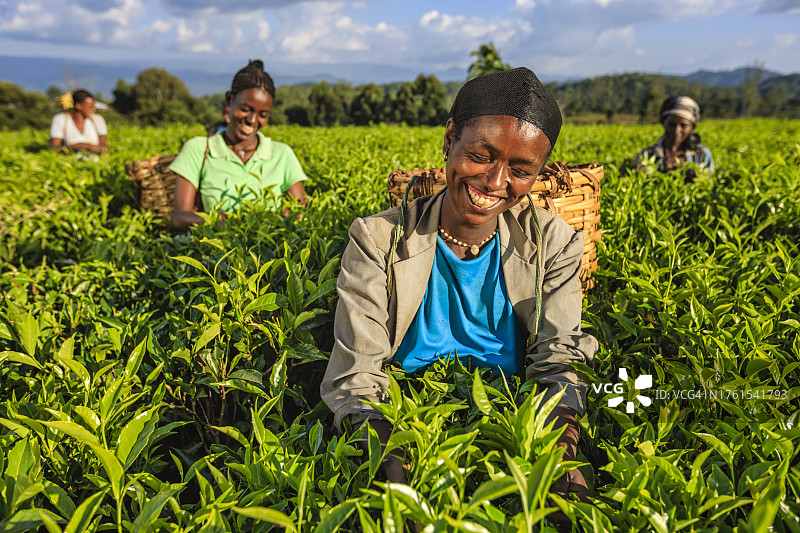 东非，非洲妇女在种植园里采摘茶叶图片素材