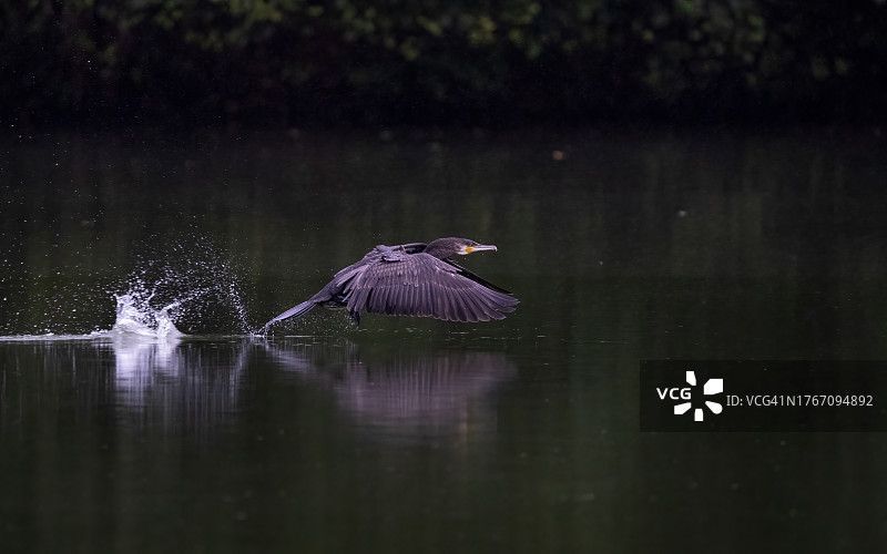 苍鹭飞过湖面的特写图片素材