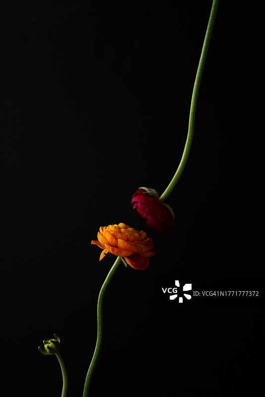 黑色背景，红色和橙色的花朵图片素材