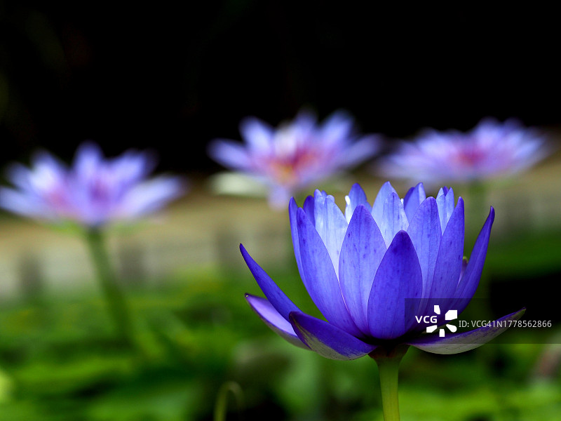 紫色睡莲的特写图片素材