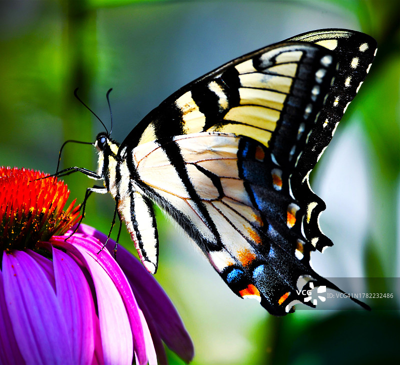 蝴蝶在花上授粉的特写，凯霍加瀑布，俄亥俄州，美国图片素材
