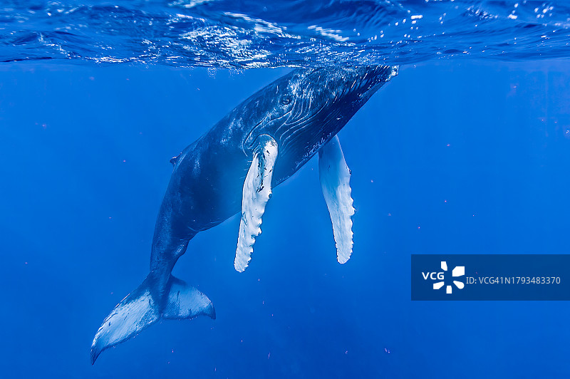 在多米尼加共和国的银滩地区，座头鲸，Megaptera novaeangliae。游泳。图片素材