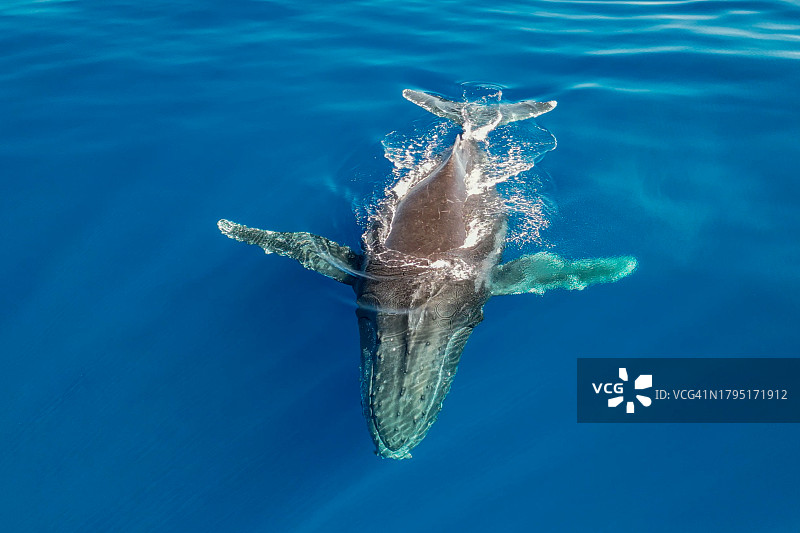 海豚在海里游泳的高角度视角，马约特图片素材