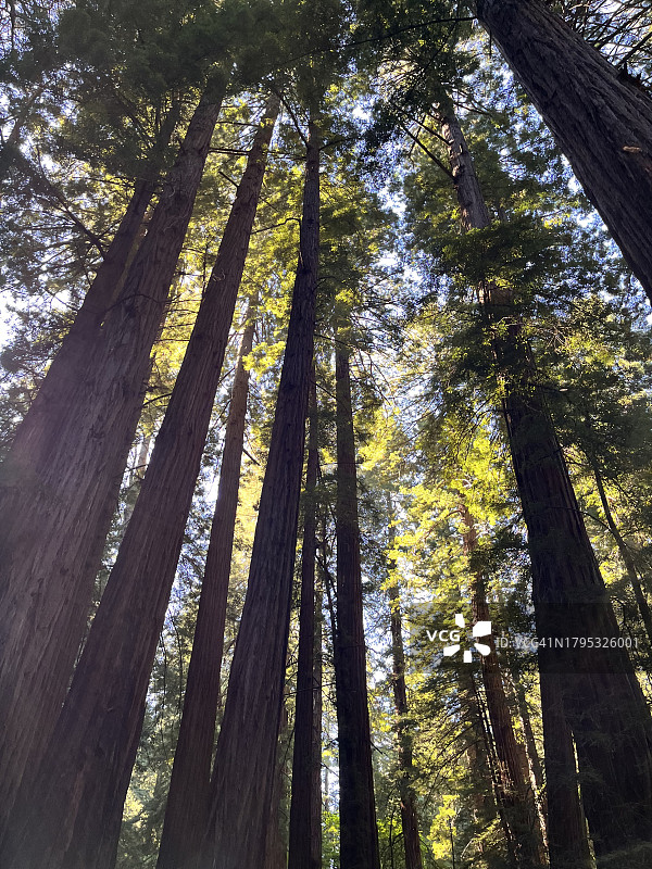美国加州旧金山，森林中竹子的低角度视图图片素材