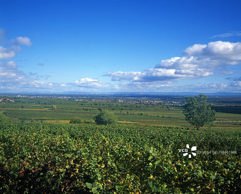 德国葡萄酒之路上的葡萄园图片素材