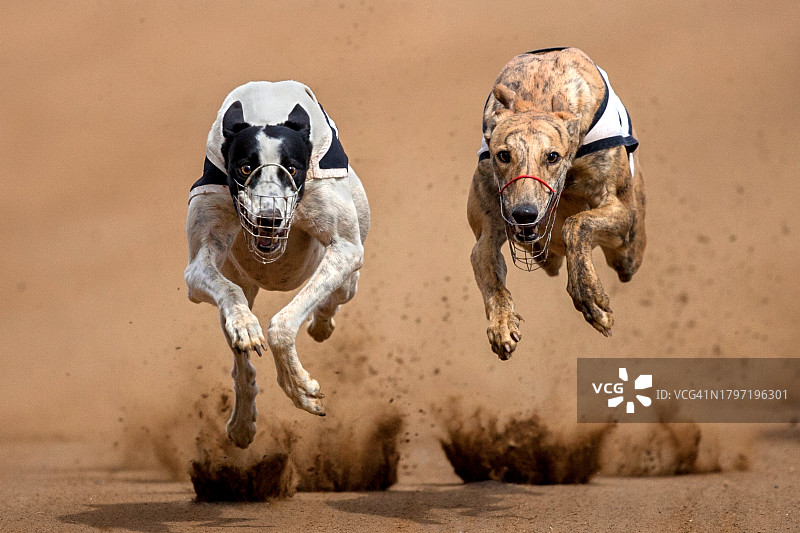 两只在沙滩上奔跑的狗，奥登达尔斯，自由邦，南非图片素材