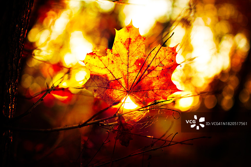 秋天，德国，树上的枫叶特写图片素材