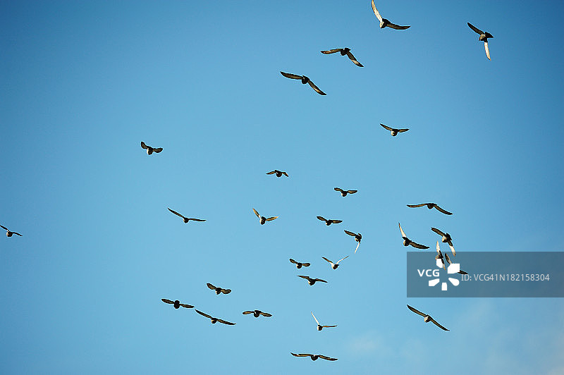 蓝天下的一群鸽子图片素材