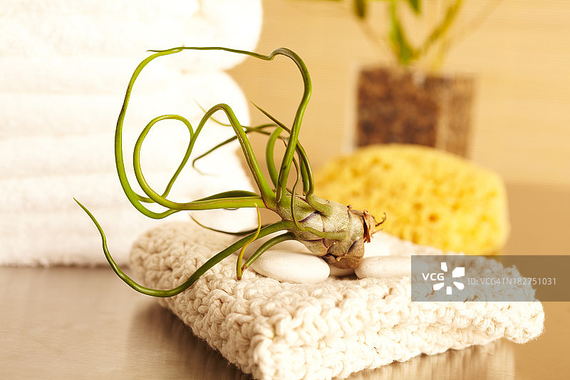 空气植物和浴室毛巾的水疗静物图片素材