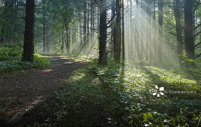 阳光透过薄雾的森林小径图片素材