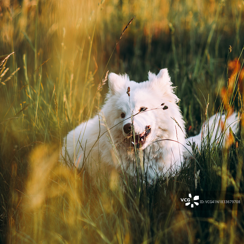 纯种萨摩耶犬在草地上的特写图片素材