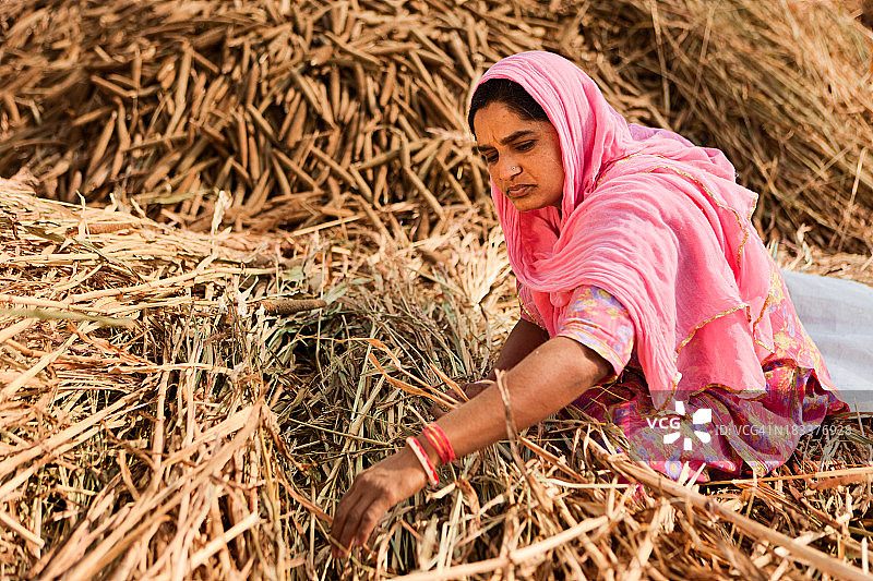 拉贾斯坦部落妇女在收集粮食。俾斯诺依村,再驱车印度。图片素材