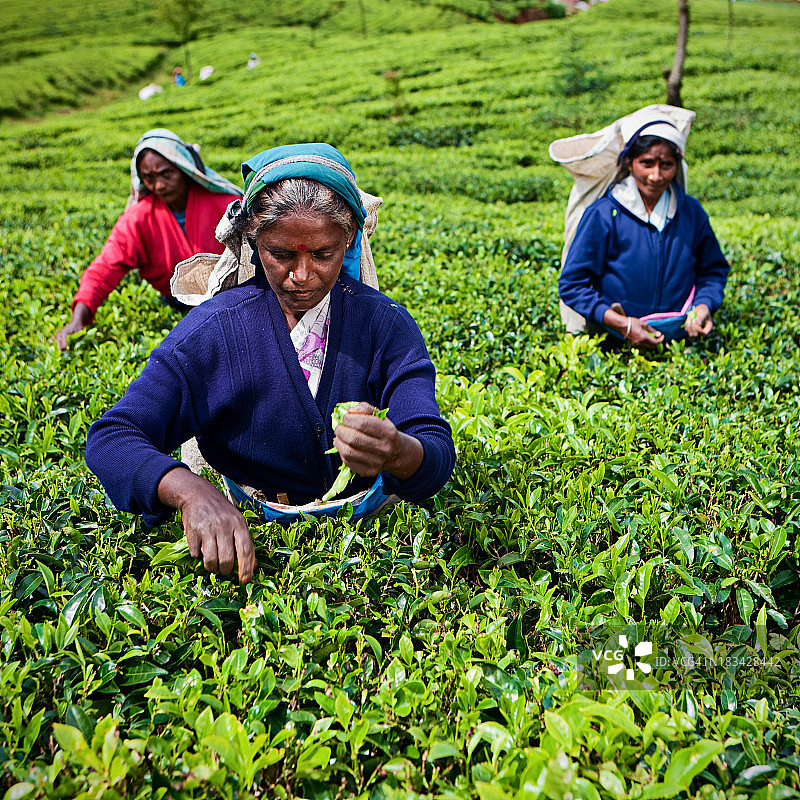 收集茶叶的泰米尔采茶者，斯里兰卡图片素材