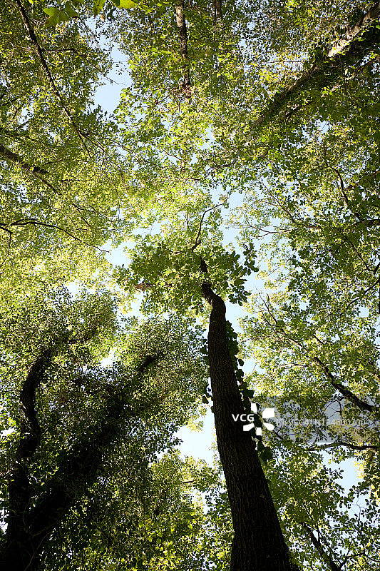 森林中高大的橡树树冠图片素材