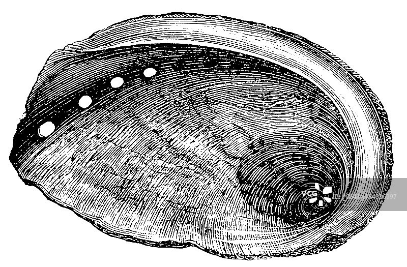 结核鲍(Haliotis Tuberculata)图片素材