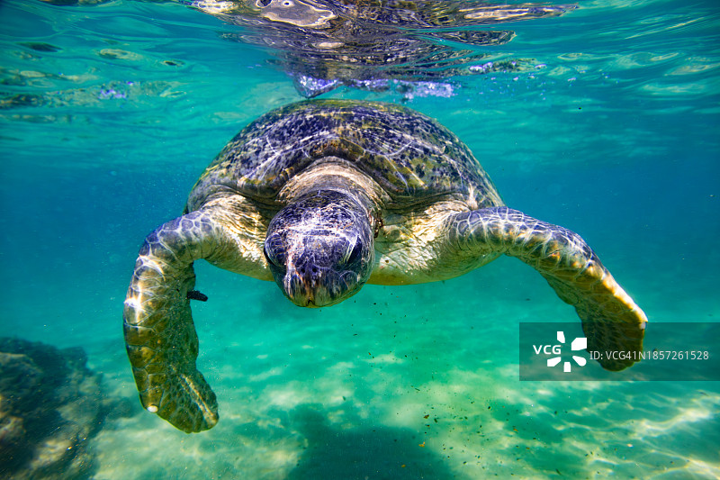 绿海龟在海洋中游泳。图片素材