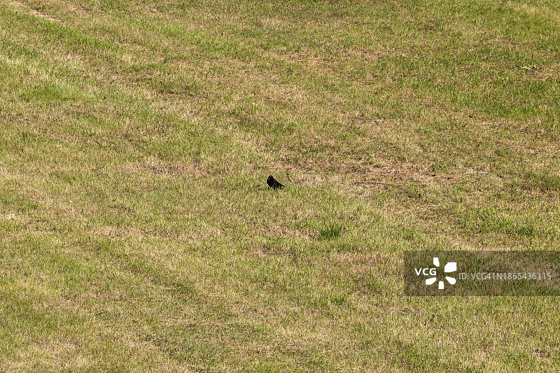 一只鸟在草地上图片素材