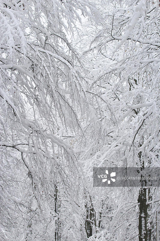冬天的森林，萨克森，德国，欧洲图片素材