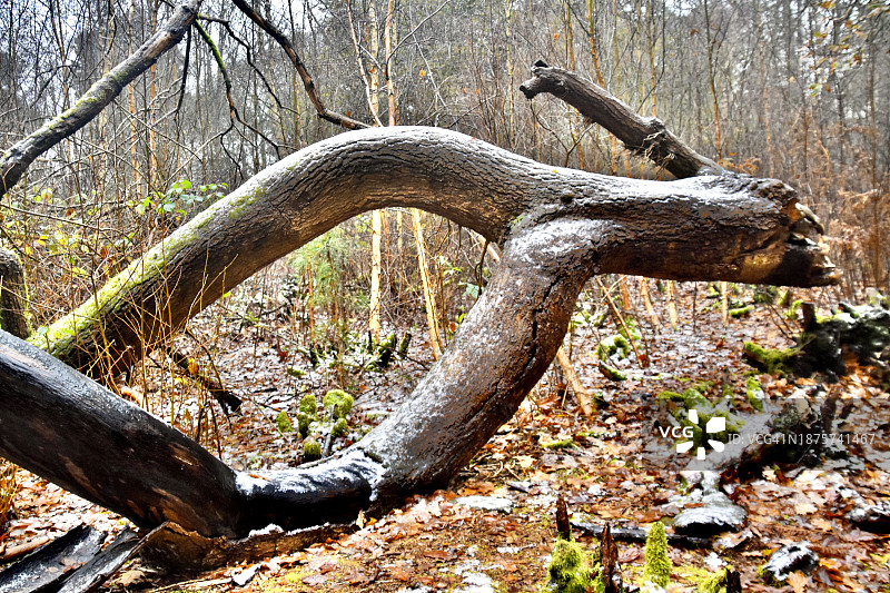 环形腿:拟人化的死树。图片素材