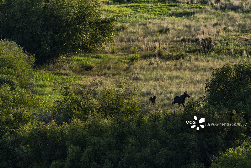 驼鹿(Alces Alces)和小驼鹿在草地上奔跑图片素材