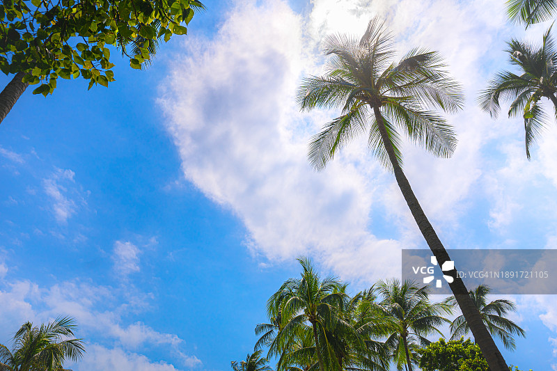 热带旅游海滩的概念与棕榈树树叶在蓝天背景与阳光。图片素材