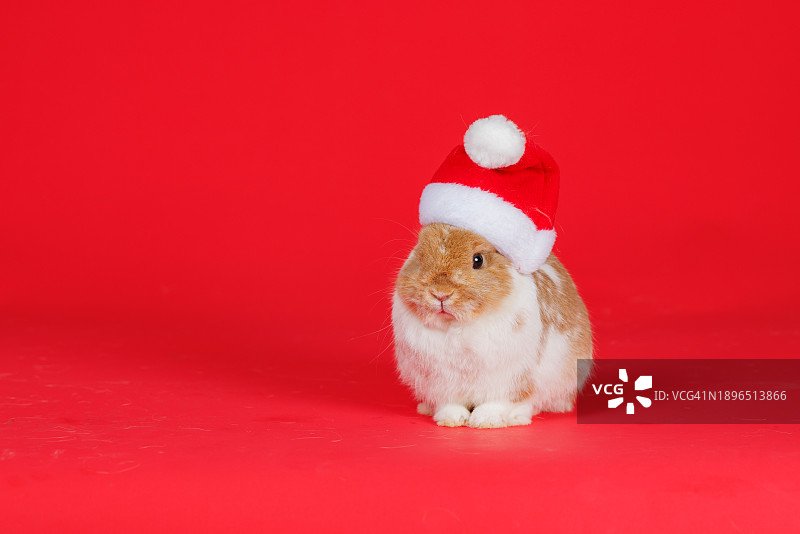 兔子戴着红色的圣诞老人帽子，坐在干净的粉红色背景上，文字的复制空间图片素材
